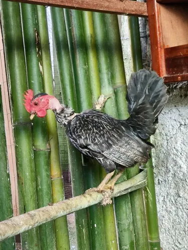 Ovos galados