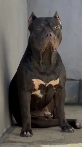 Filhote Brazilian Bull - Pit Monster Filho do Blade