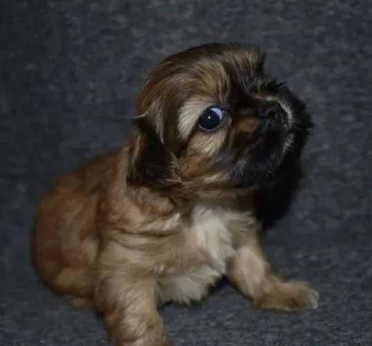 Shih Tzu transformando momentos simples em felicidade