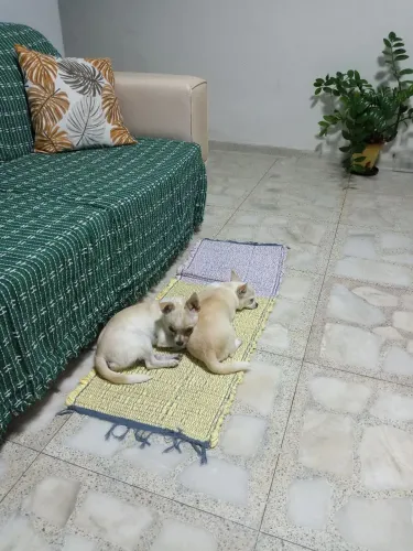 Chihuahua Mãe e Filho