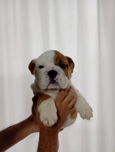 Filhote de Bulldog