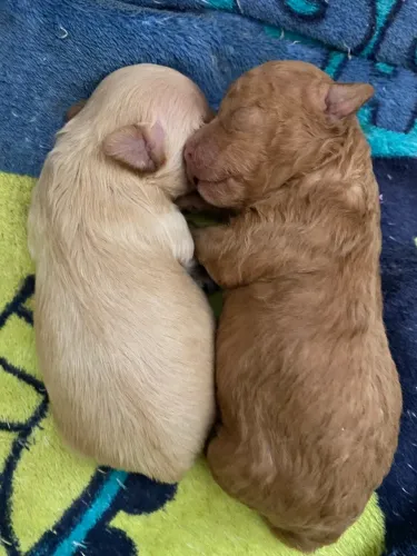 Vendo poodle toy red