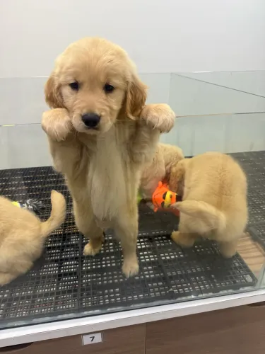 Golden Retriever 
