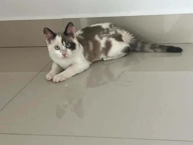 Doação de gato filhote de 3 meses