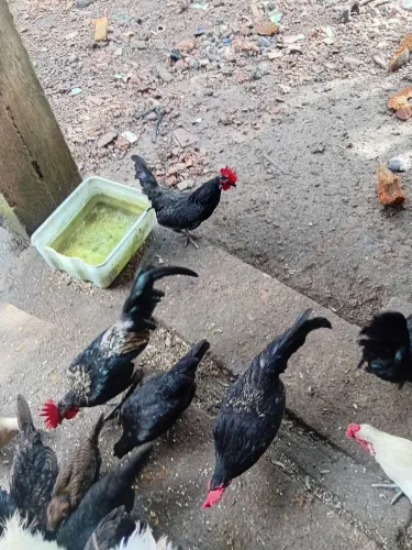Vendo 7 casais de frango garnizer adultos só 300 reais todos unidades do casal 50 reis zap