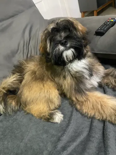 Lhasa apso