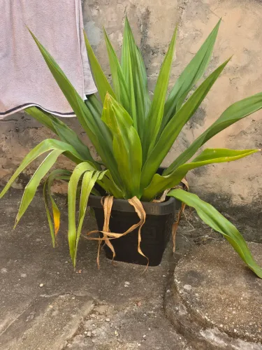 Planta(piteira ou agave)