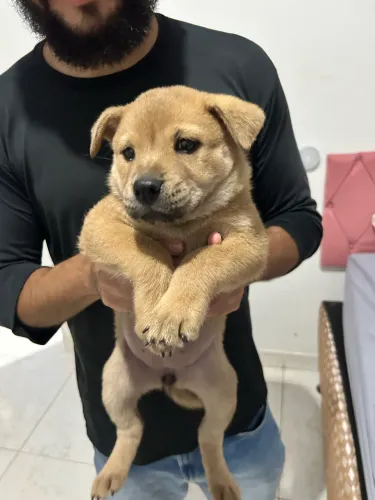 CHOW CHOW FÊMEA