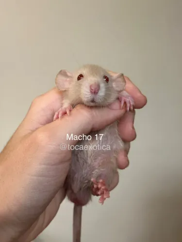 Rato Twister Siamês 