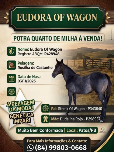 Potra Quarto de Milha PO