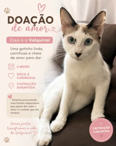 Gata para doação