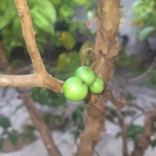 Jabuticaba no Vaso 