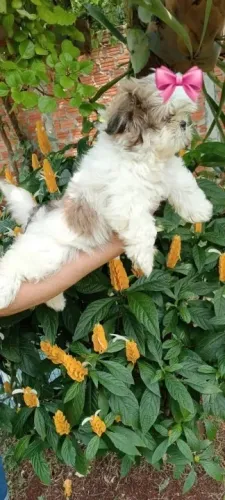 Lhasa Apso,Lhasa Apso Filhote de Alta Qualidade com Pelagem Encantadora