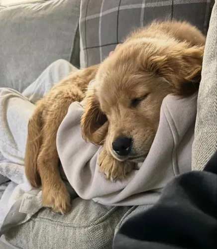Filhote Golden Retriever, Nada como o amor verdadeiro de um cachorro!