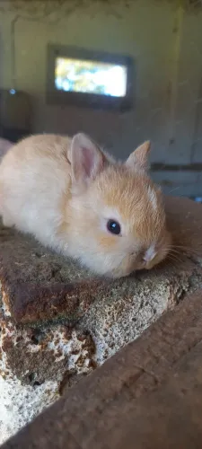 Vendo Filhote de Mine Coelho