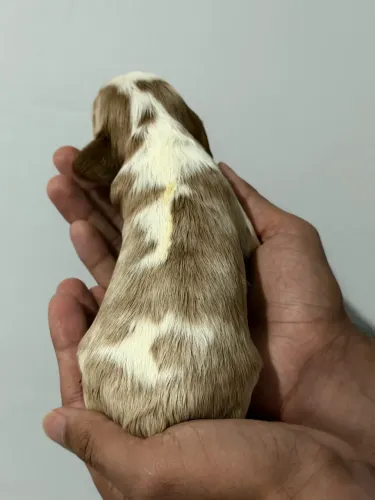 Machinho de Cavalier King Macho