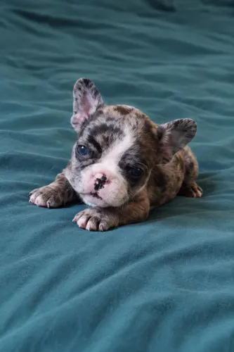 Filhote fêmea de Bulldog francês
