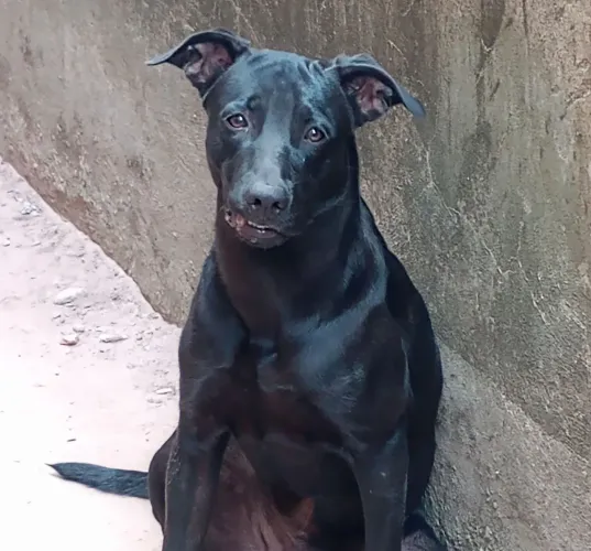 Cachorro Para Adoção