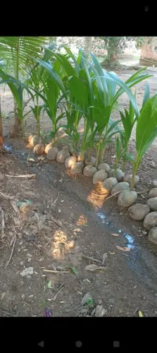 Muda de coco