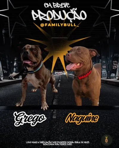 Filhotes de Pitmonster disponíveis !!!