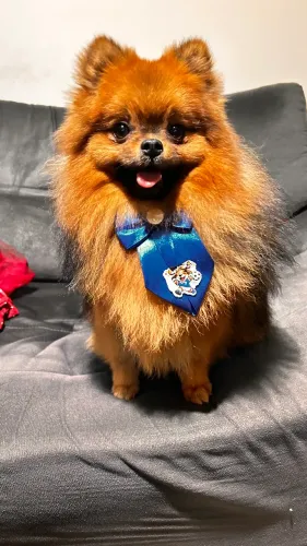 Spitz alemão valor imperdível (macho)