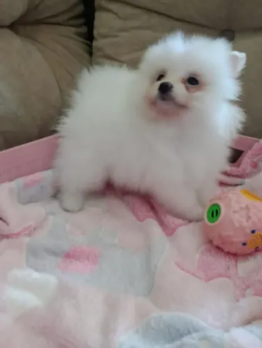 Spitz Alemão,  Ursinha, Baby Face em 10x no Cartão.  Com pedigree. 