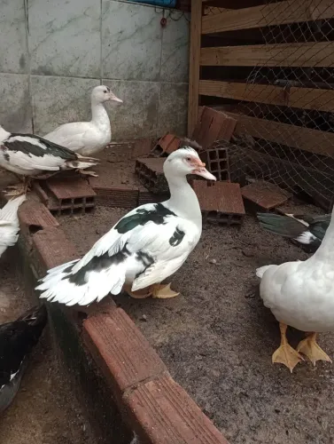 Pato