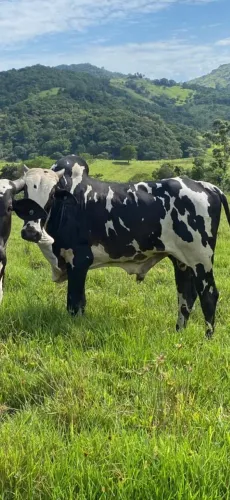 Vendo nelore pintado 
