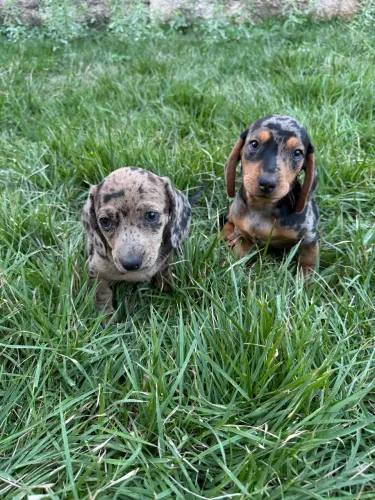 Filhotes Basset 