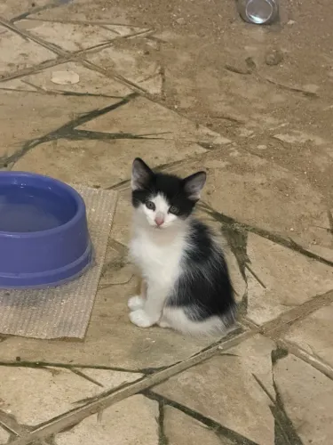 Doa se gatos quem tiver interesse só chamar 