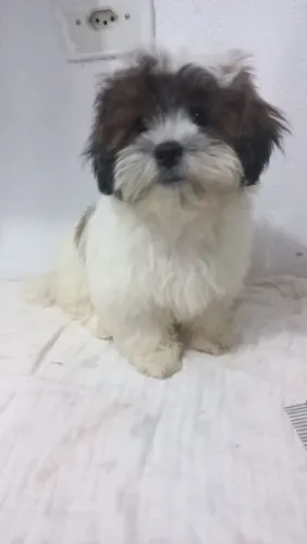 Vendo Filhote Lhasa Apso Macho