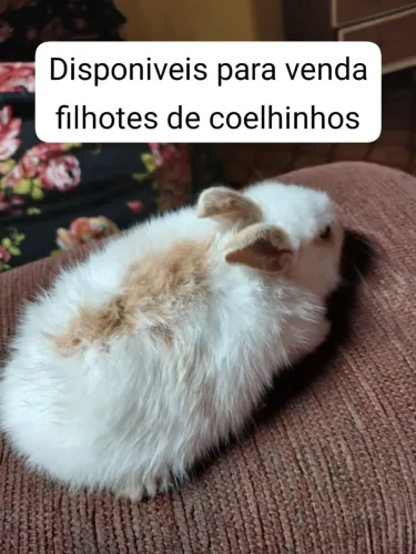 Coelhos bem fofinhos