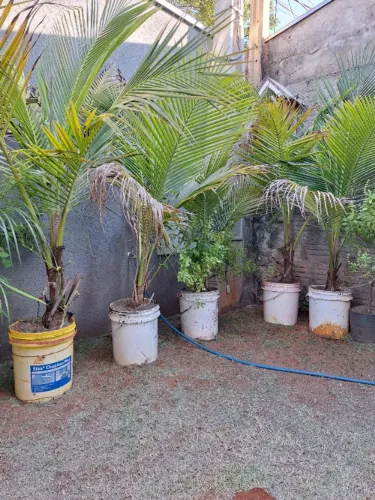 Mudas de coco baiano anão 1,60 a 2,00