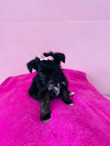Vendo essa linda cachorrinha 