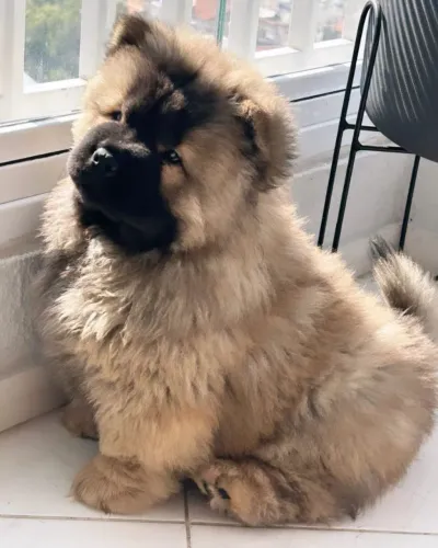 Chow Chow | Adorou o filhote? Me chama no WhatsApp
