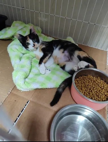 Gatinha filhote castrada para adoção. 