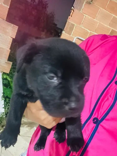 Doação de chow chow com vira lata 