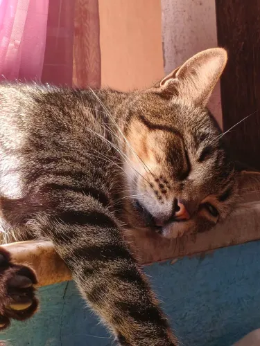 PROCURA-SE Gato Macho