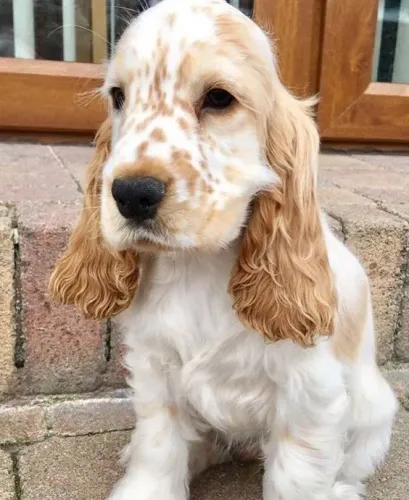 Cocker Spaniel Inglês Carinho que se firma no cuidado diário