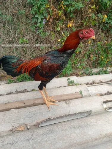 Frango e franga indo costeiro