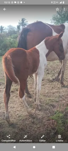 Potra Paint horse