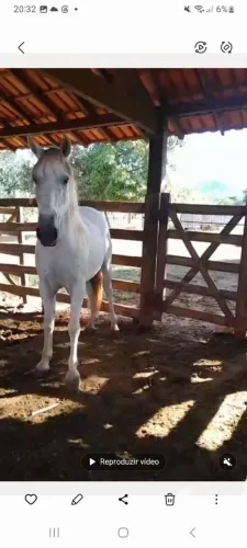 Cavalo Mangalarga Machador 