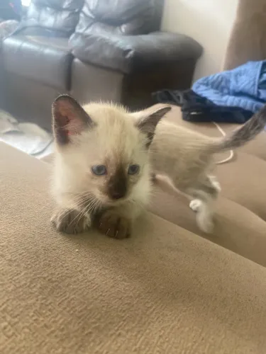 Gatos