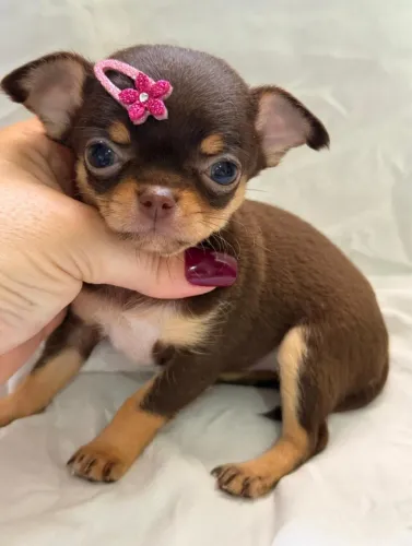 Chihuahua pelo curto femea chocolate 
