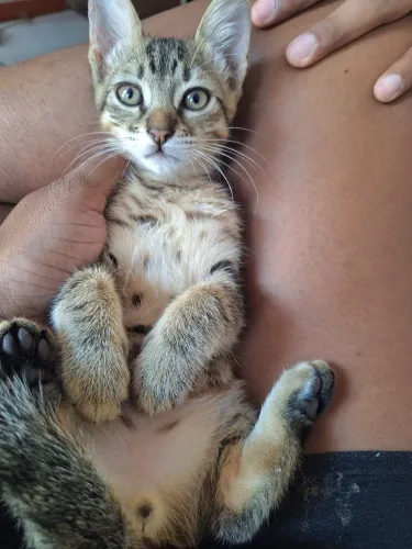 Doação Responsável ( Gatinho Filhote ) 