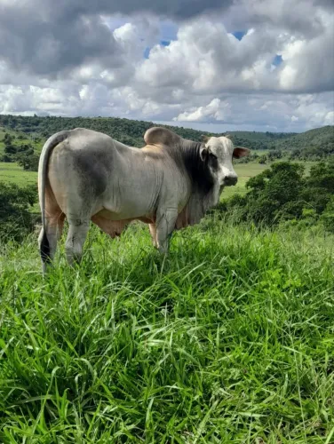 Excelente propriedade rural à venda em São Mateus - ES