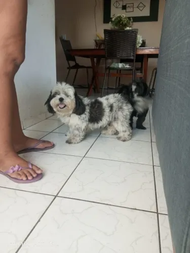 Filhotes de shitzu disponíveis (machos)