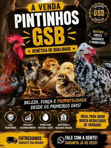 Venda de pintinhos gsb