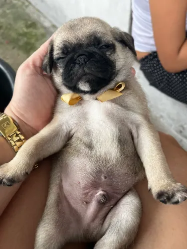 Filhote de pug 