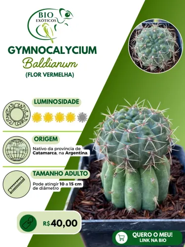 Cacto A Gymnocalicium baldianum